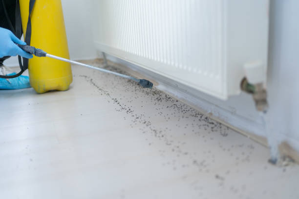 Wasp Removal Services in Dousman, WI